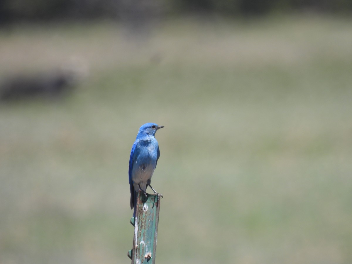 Mountain Bluebird - ML620457214