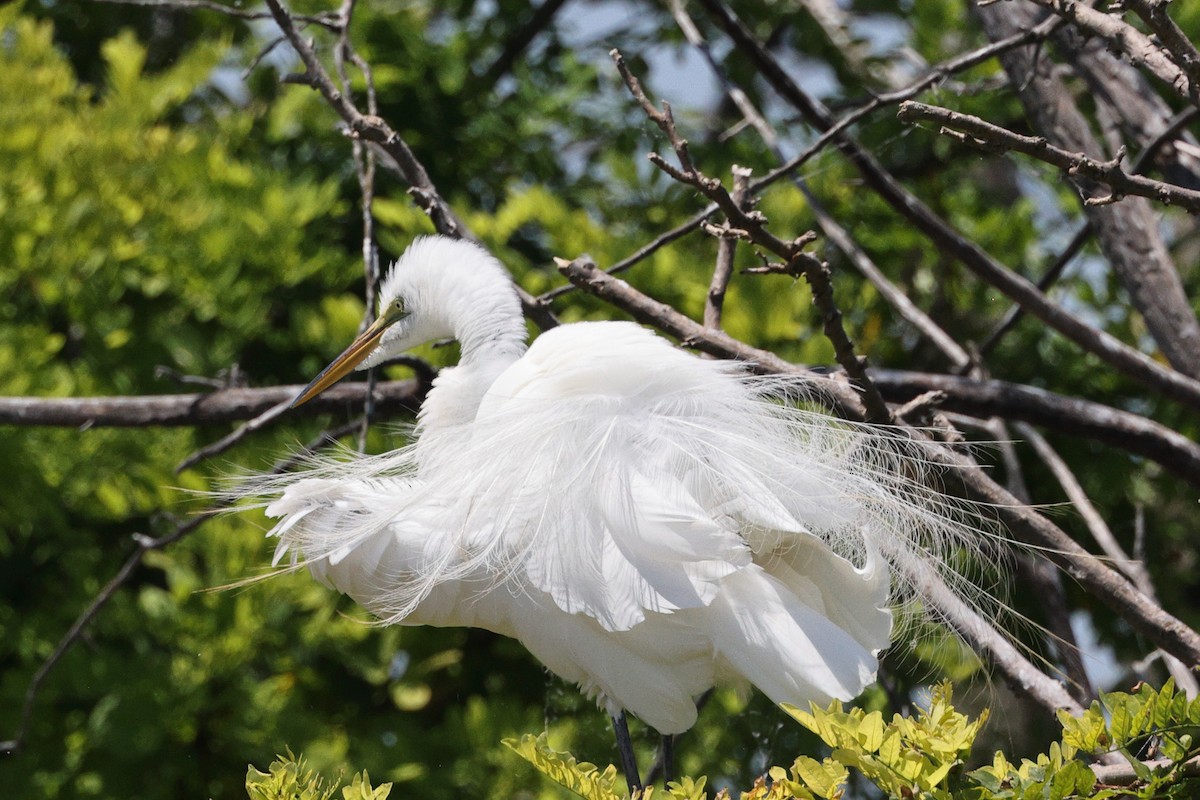 Great Egret - ML620457218