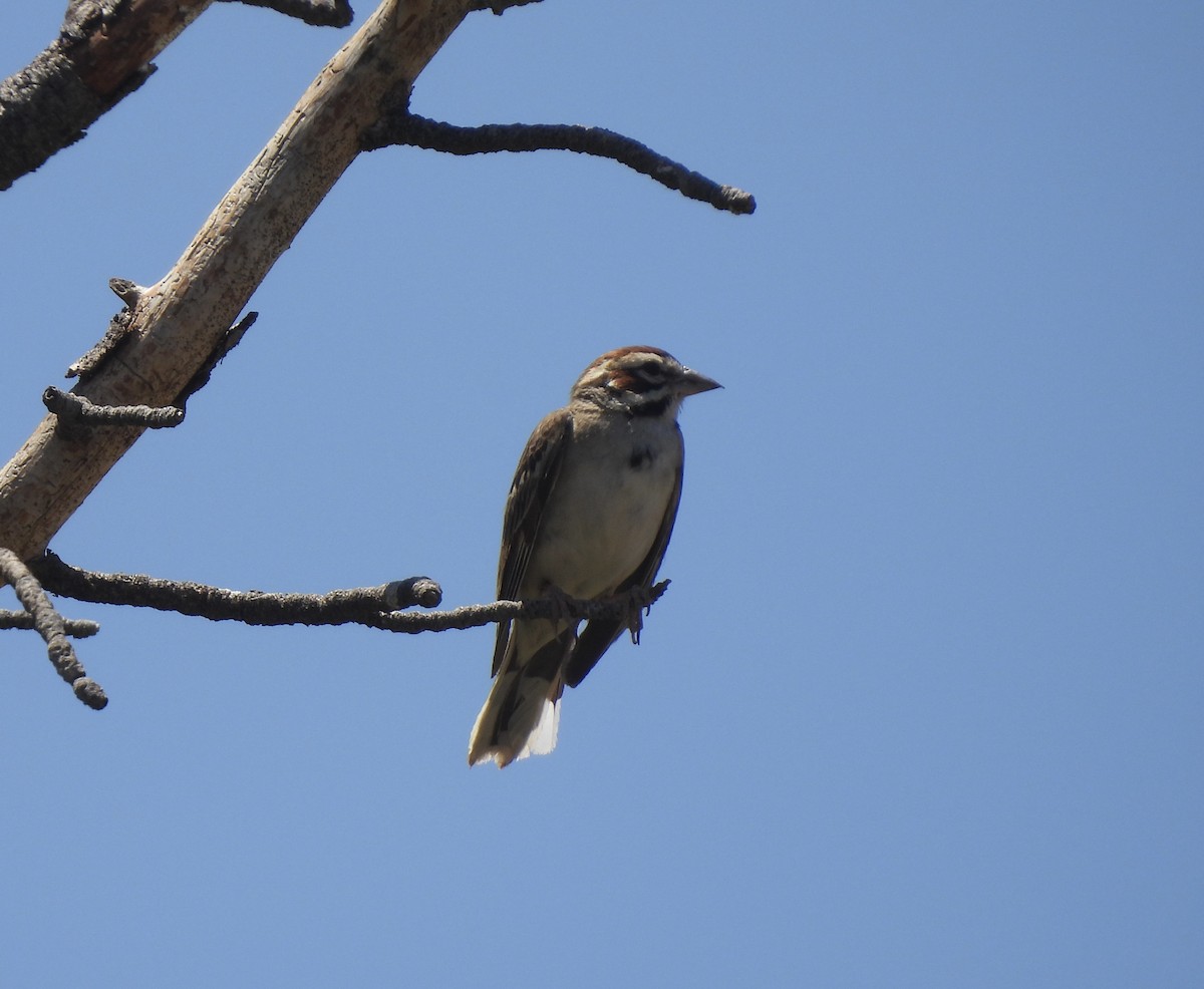 Lark Sparrow - ML620457221