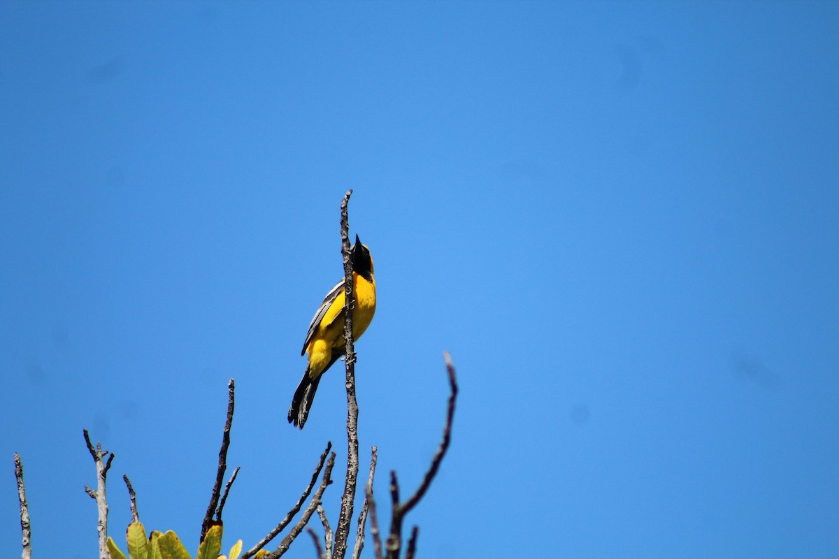 Hooded Oriole - Joanne Sherif