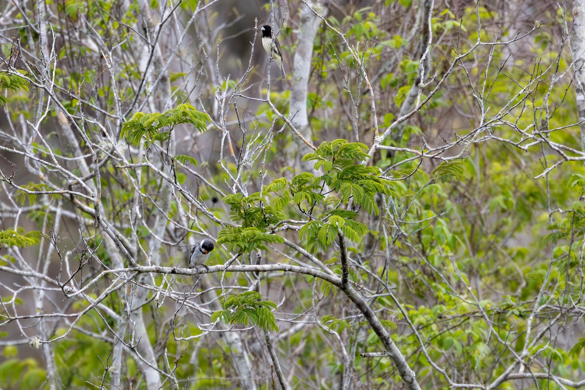 White-throated Seedeater - ML620457230