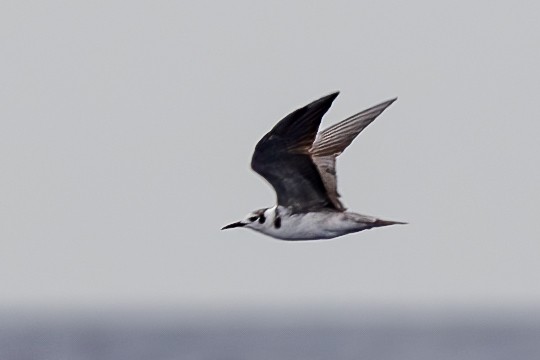 Black Tern - Marcus Kelly