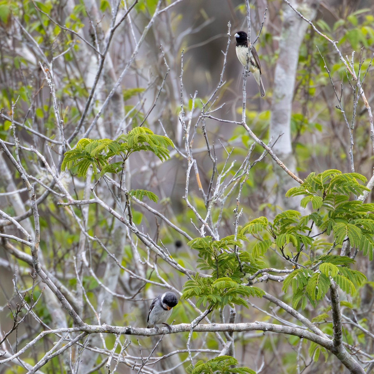 Yellow-bellied Seedeater - ML620457234