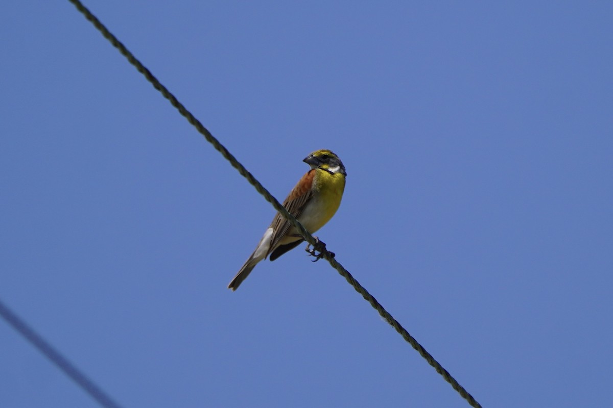 Dickcissel - ML620457243