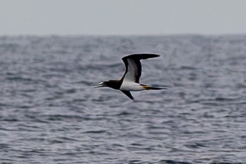 Brown Booby - ML620457245