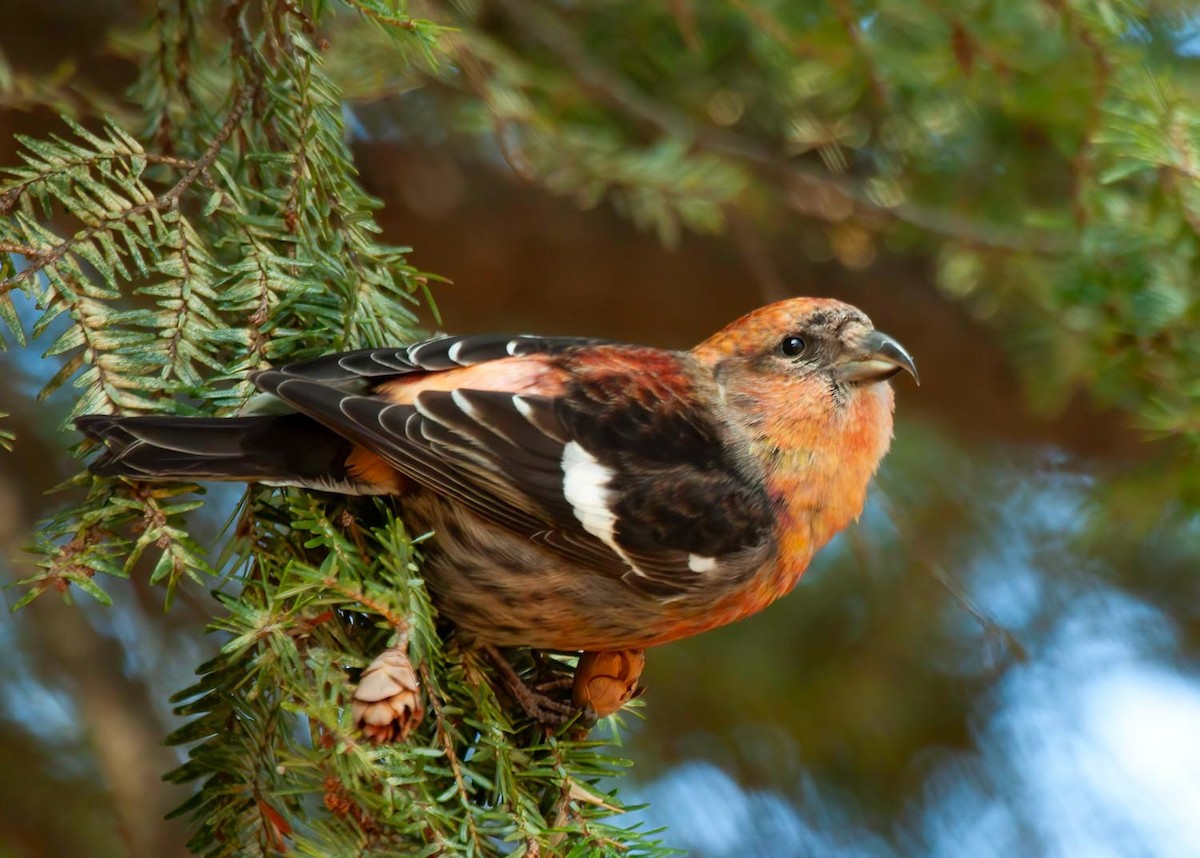 White-winged Crossbill (leucoptera) - ML620457249