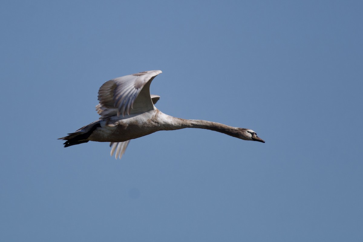 Mute Swan - ML620457263