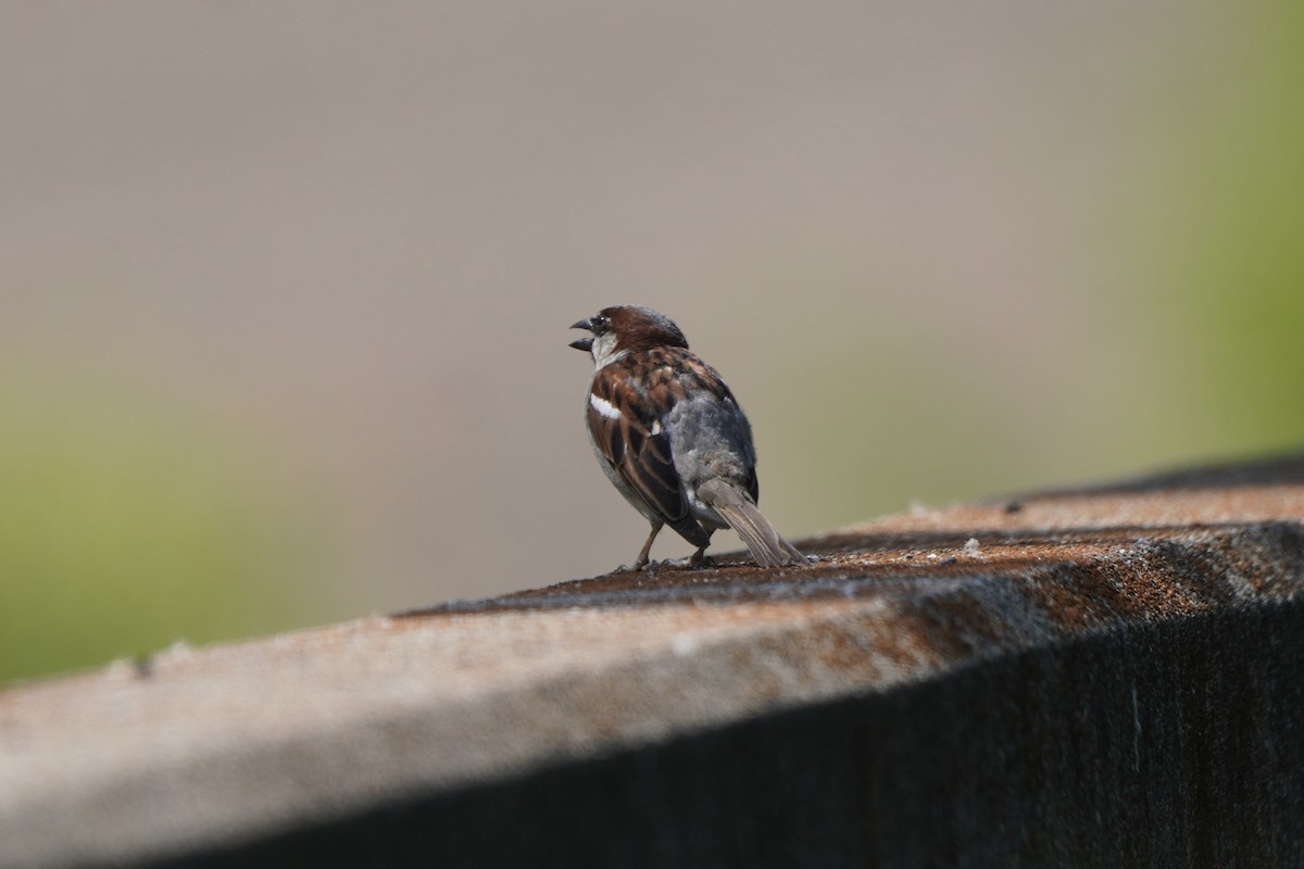 House Sparrow - ML620457264