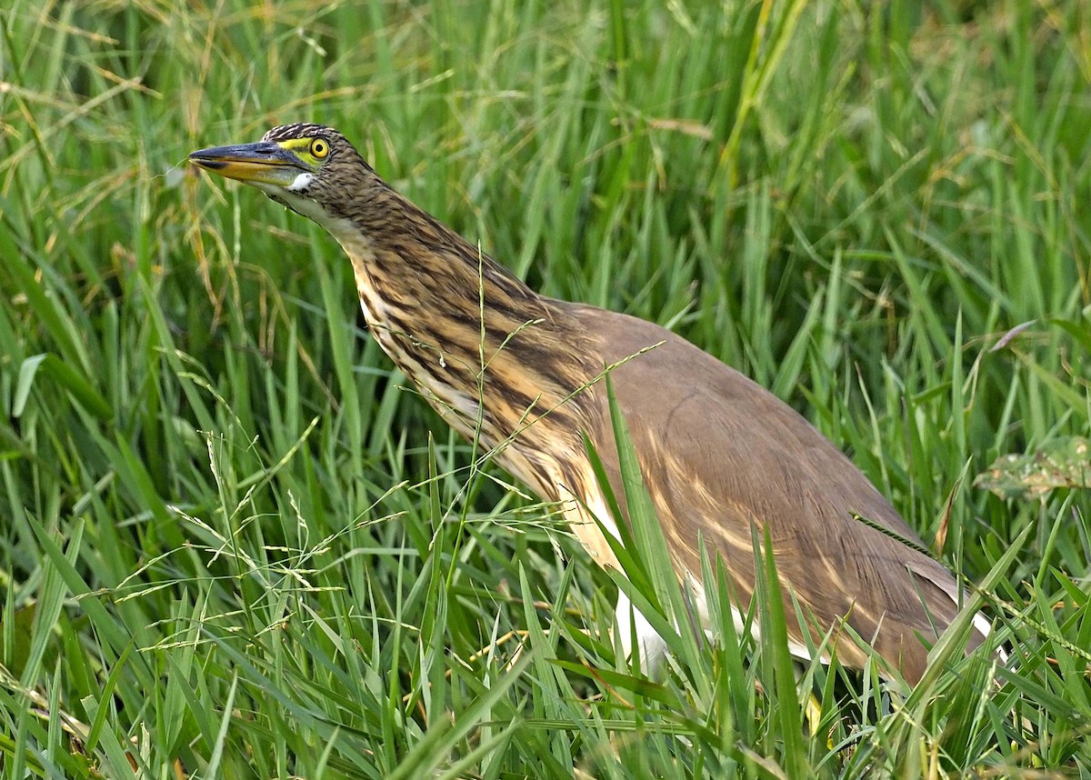 Indian Pond-Heron - ML620457266