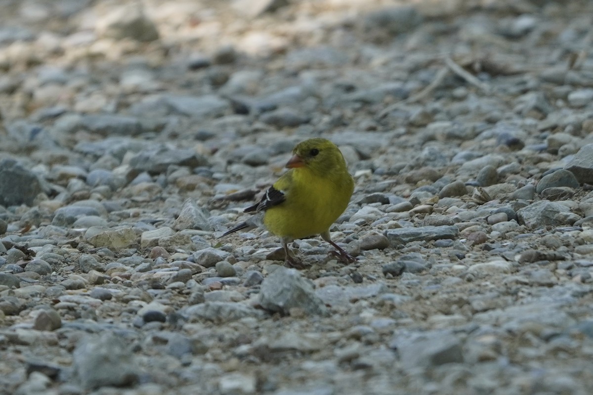 American Goldfinch - ML620457270