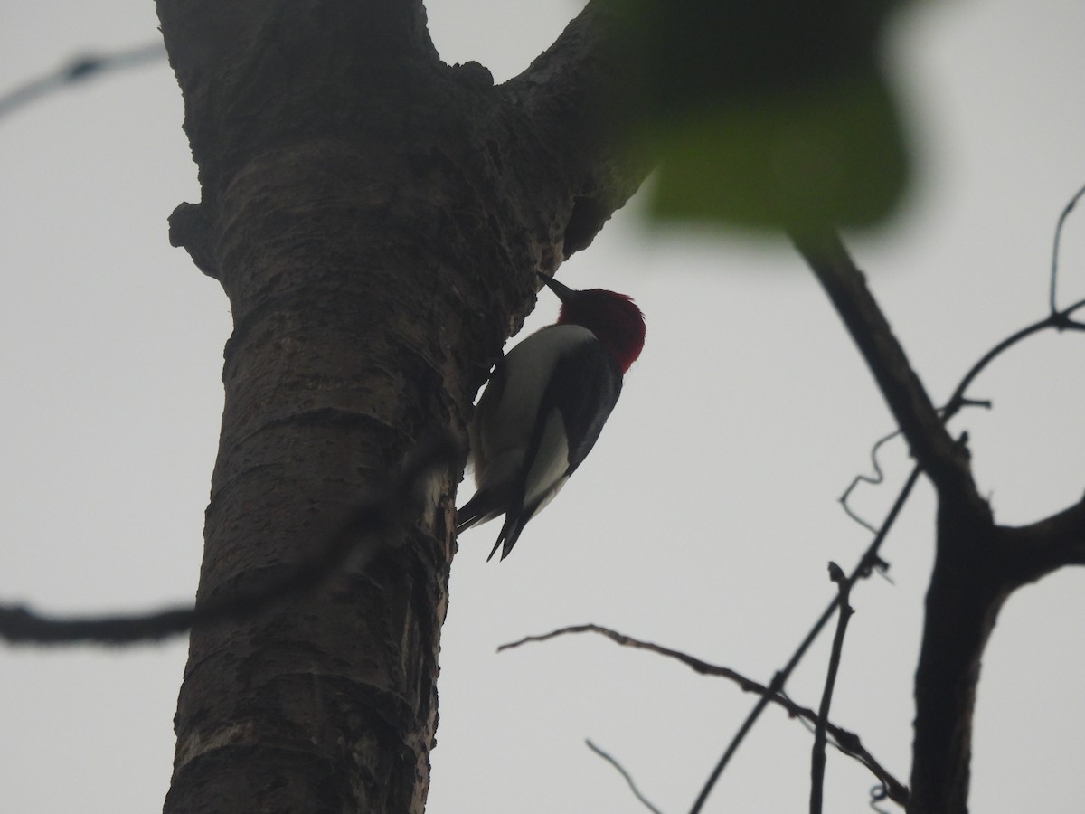 Red-headed Woodpecker - ML620457272