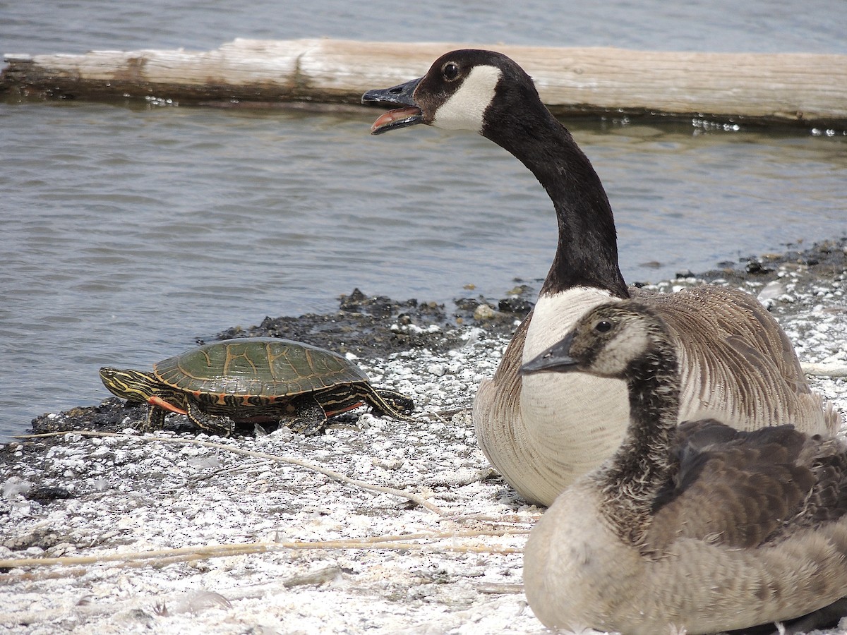 Canada Goose - ML620457281