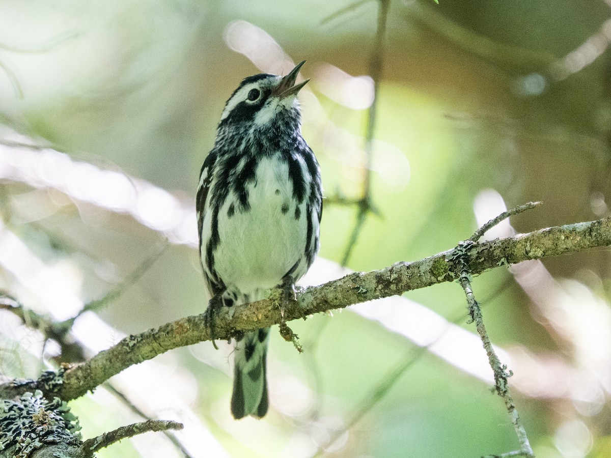 Black-and-white Warbler - ML620457282