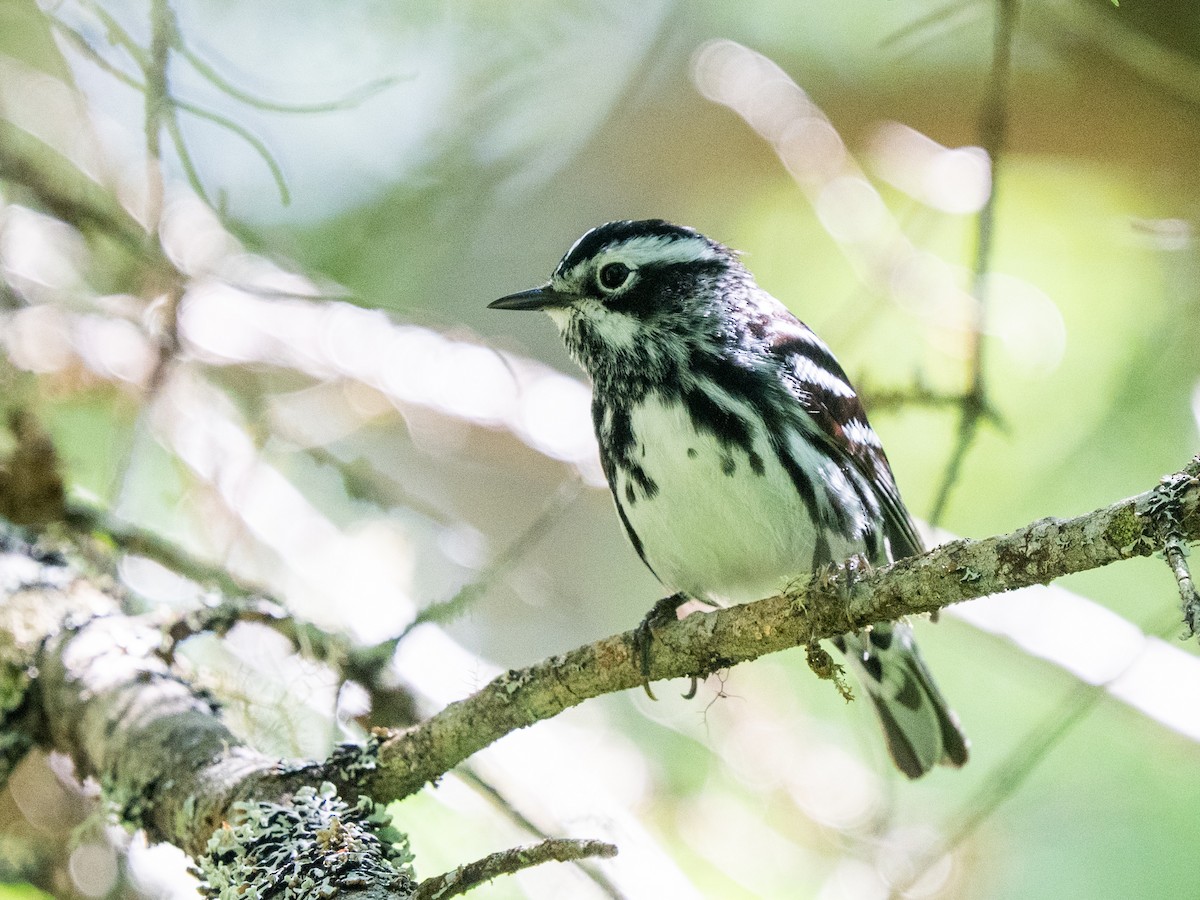 Black-and-white Warbler - ML620457283