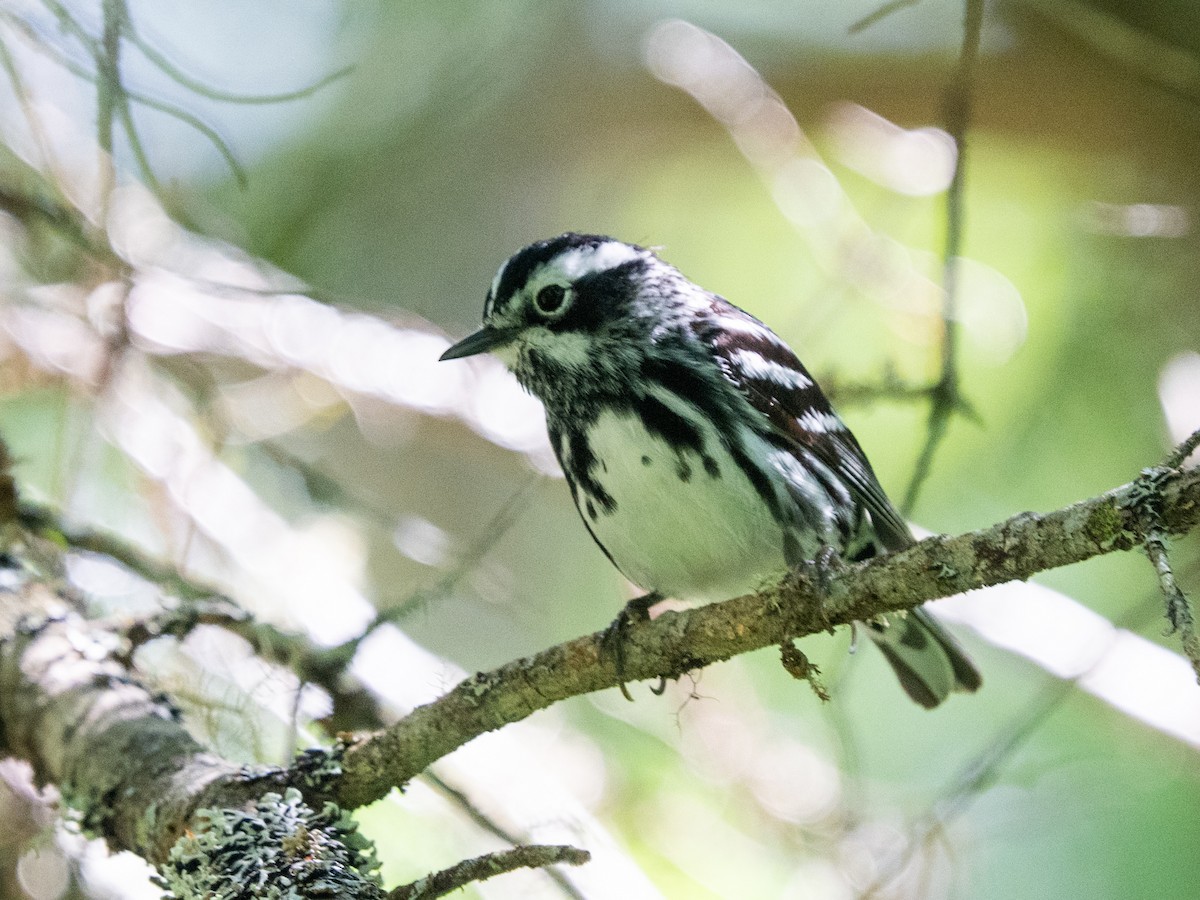 Black-and-white Warbler - ML620457284
