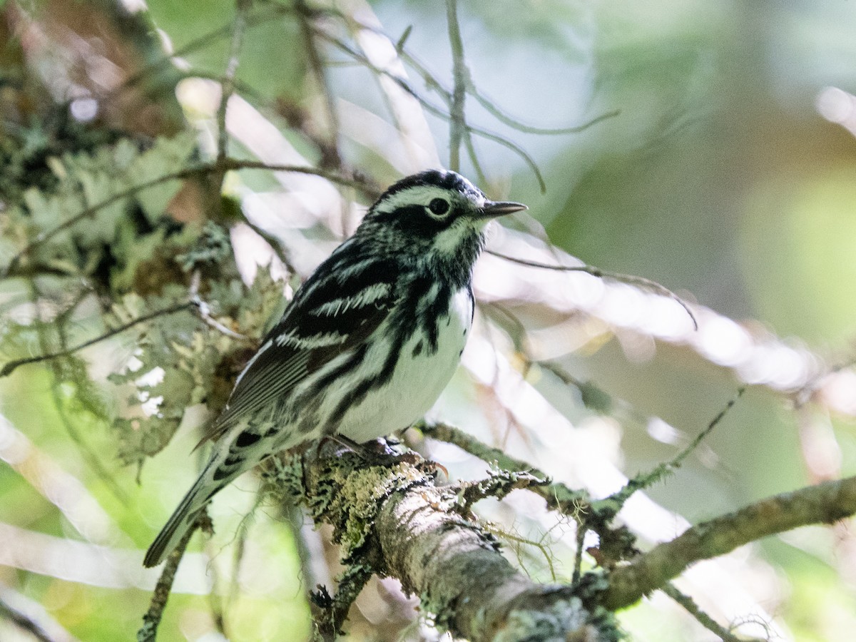 Black-and-white Warbler - ML620457285