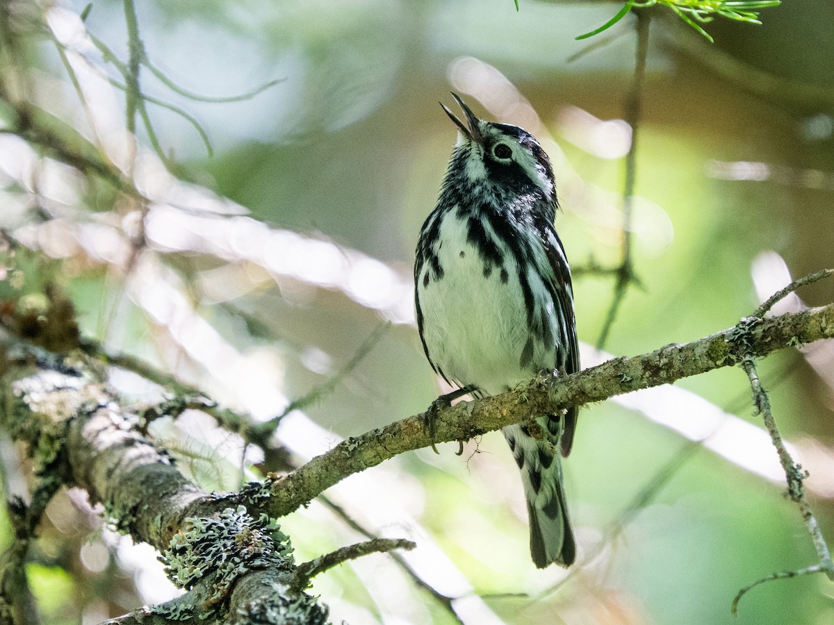 Black-and-white Warbler - ML620457286