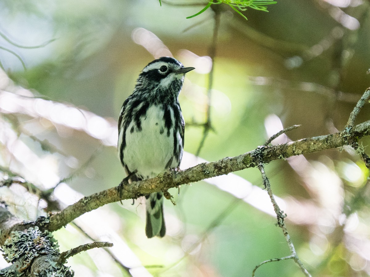 Black-and-white Warbler - ML620457287