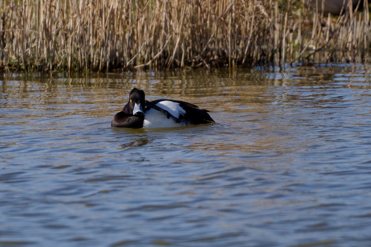 Tufted Duck - ML620457288