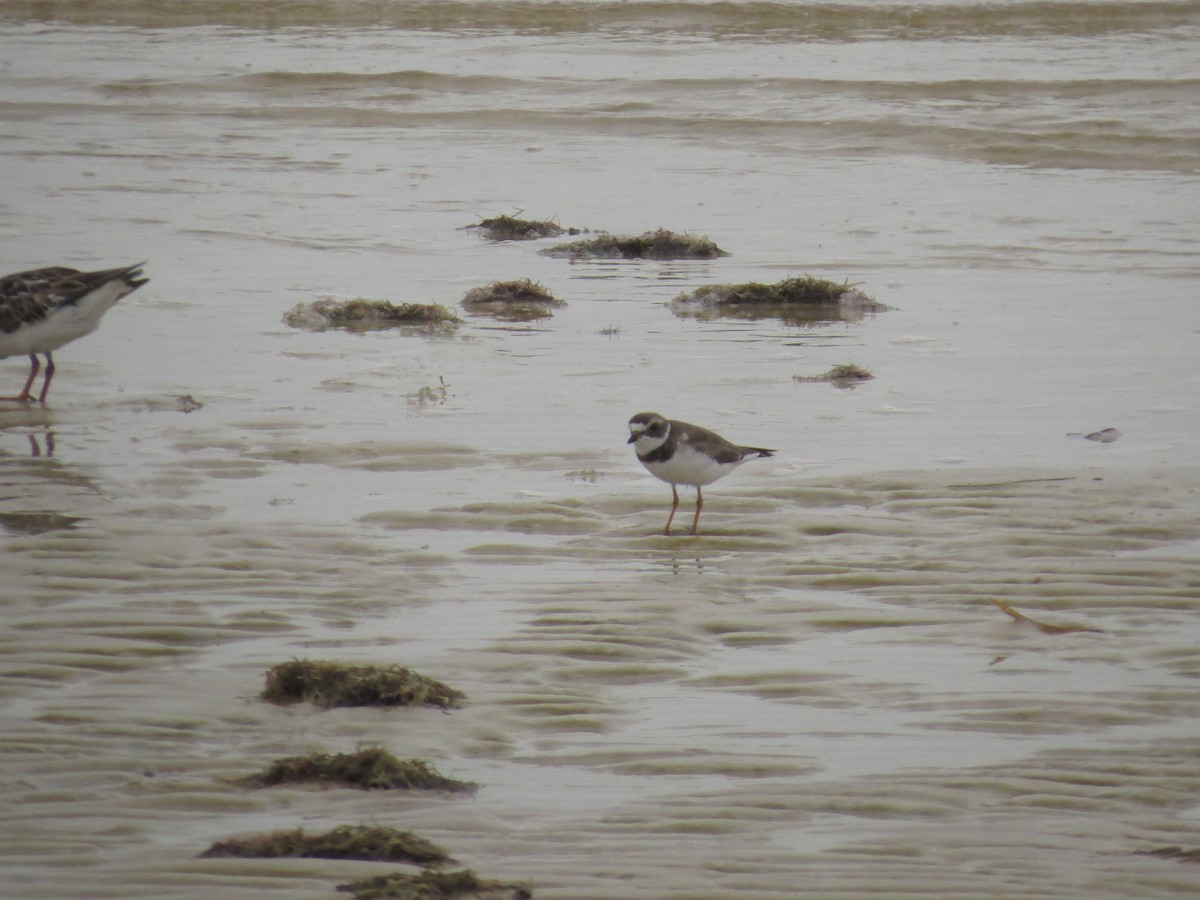 Semipalmated Plover - ML620457289