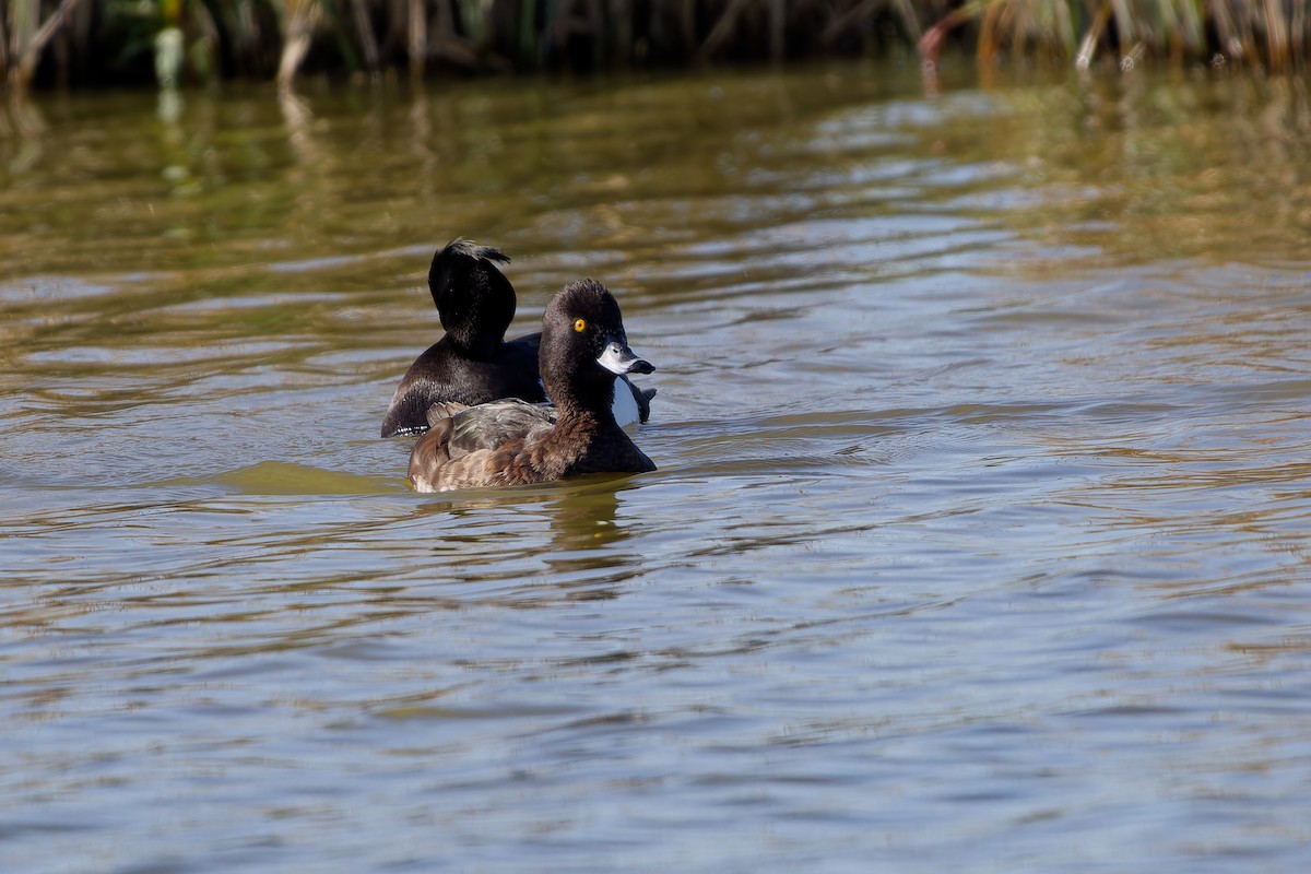 Tufted Duck - ML620457290