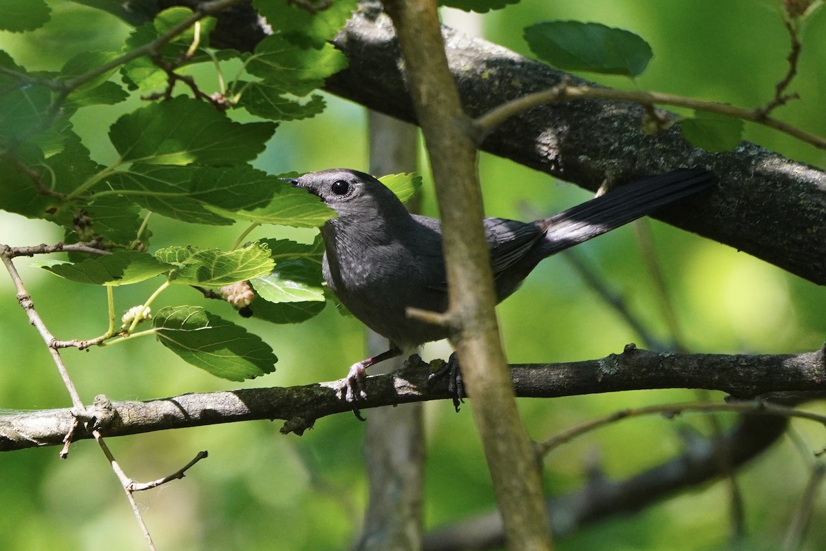 Gray Catbird - ML620457291