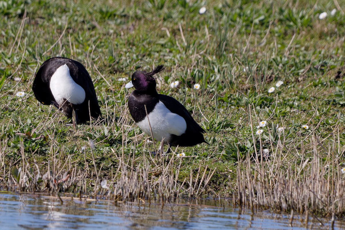 鳳頭潛鴨 - ML620457292