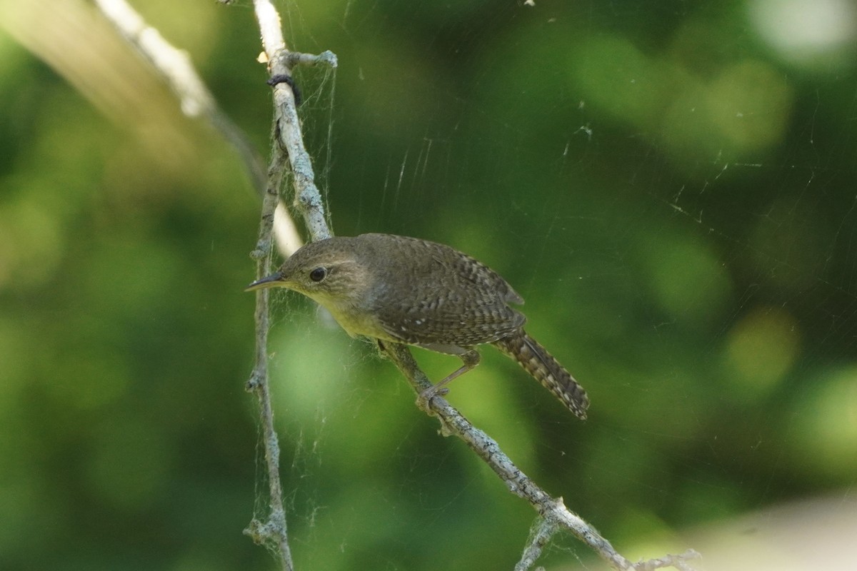 House Wren - ML620457293