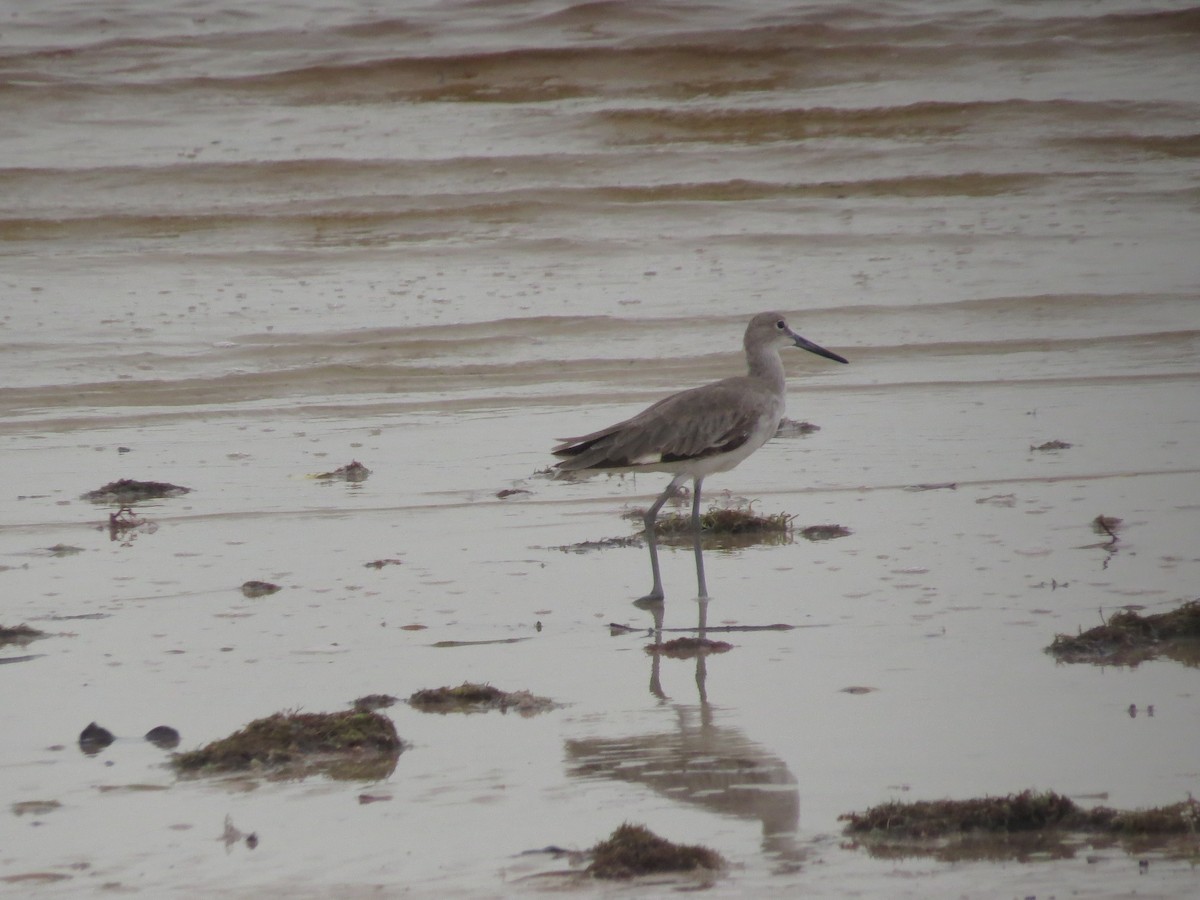 Willet - ML620457294