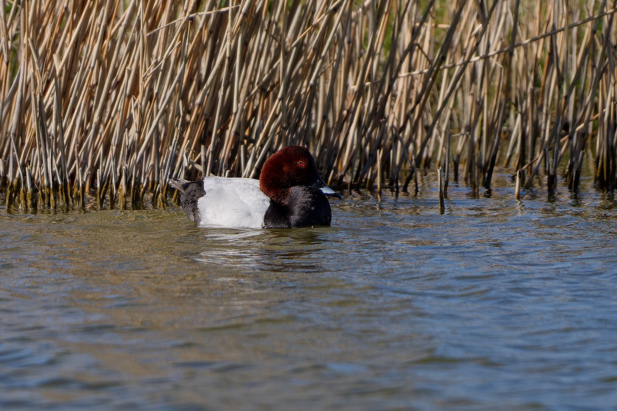 Common Pochard - ML620457297