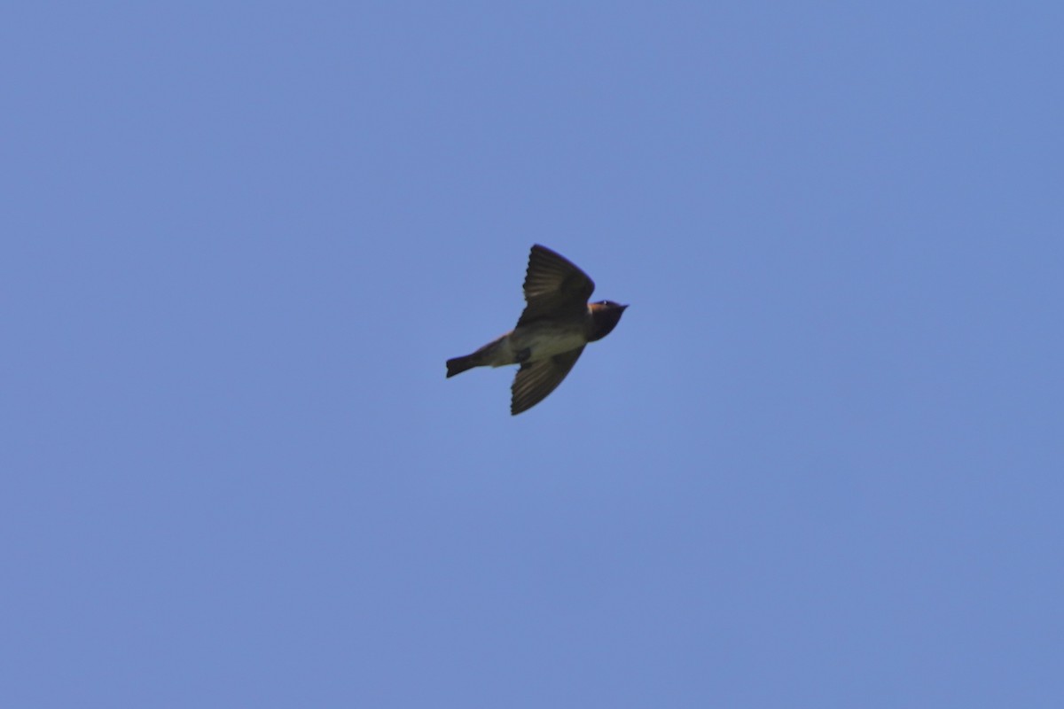 Cliff Swallow - ML620457302