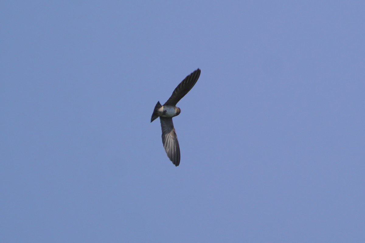 Cliff Swallow - ML620457303