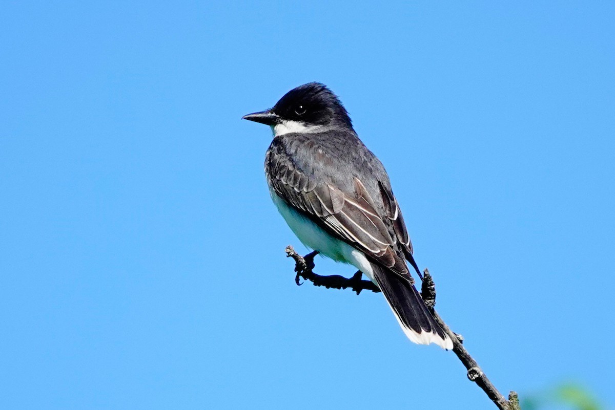 Eastern Kingbird - Louise Courtemanche 🦅