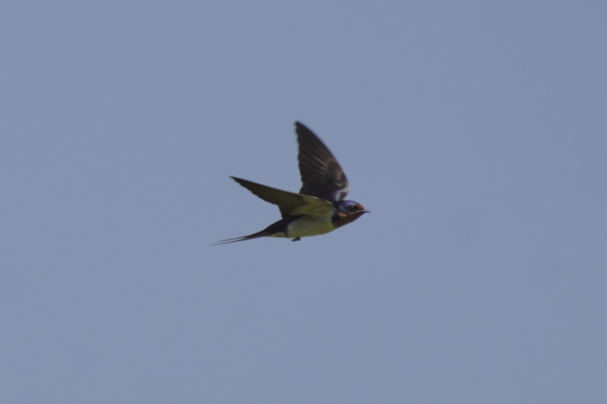 Barn Swallow - ML620457311