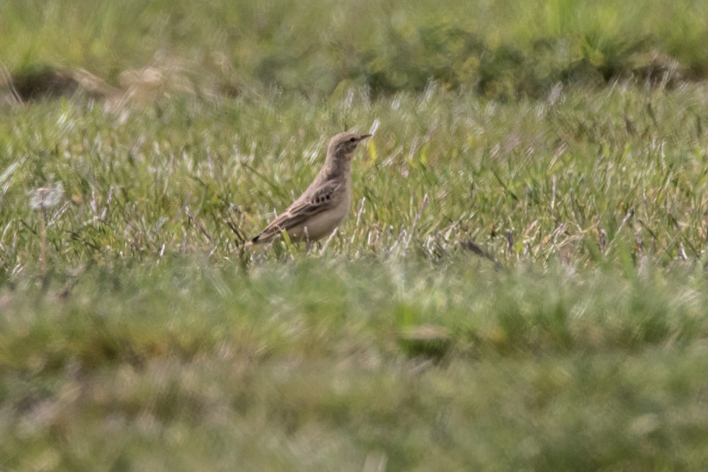 Tawny Pipit - ML620457314