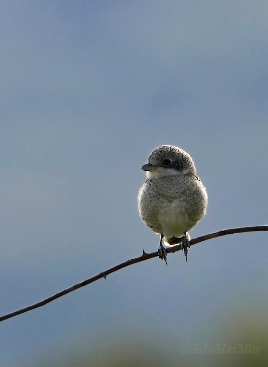 Woodchat Shrike - ML620457317