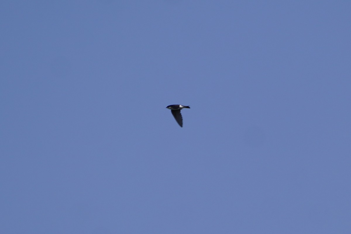 Golondrina Bicolor - ML620457320