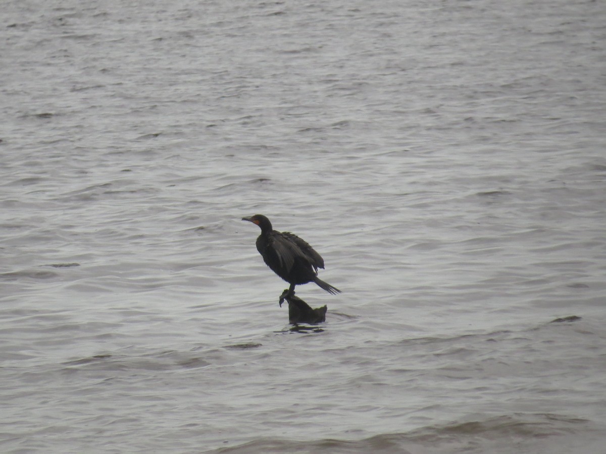 Double-crested Cormorant - ML620457323