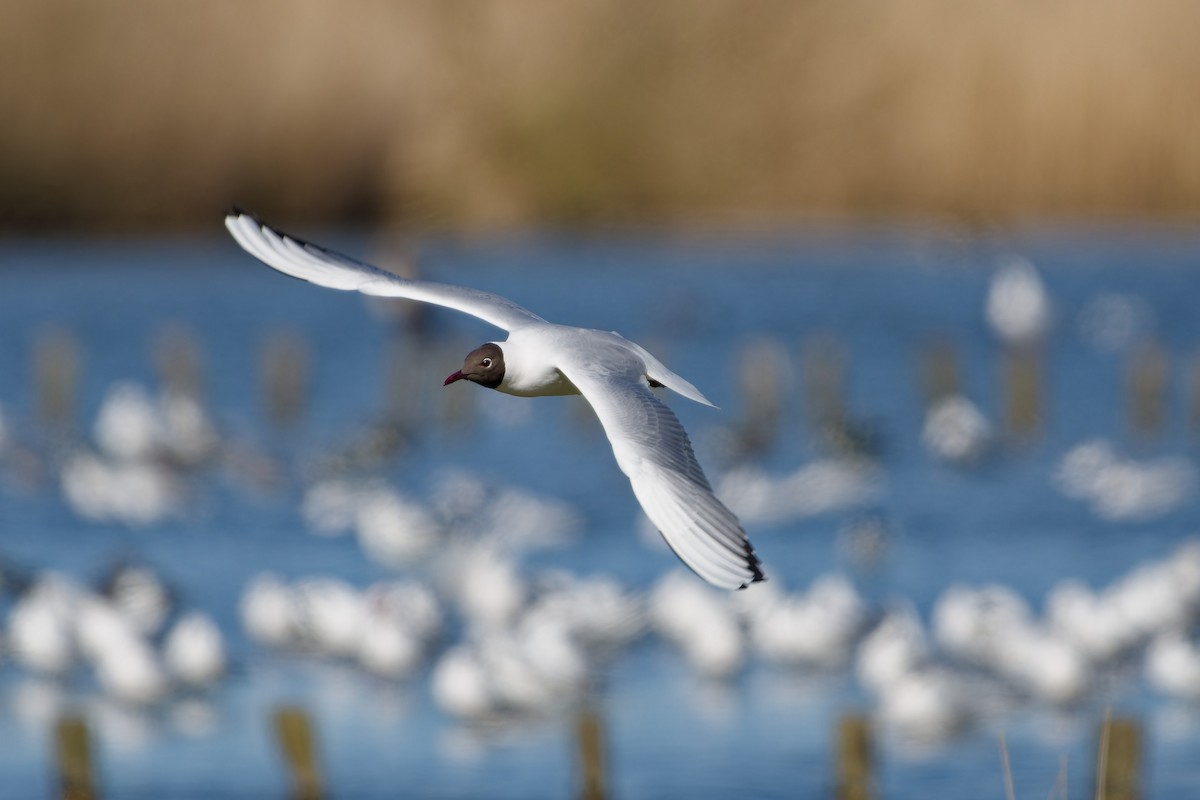 Black-headed Gull - Jeffrey Leguit