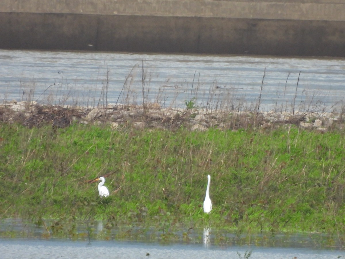 Great Egret - ML620457342