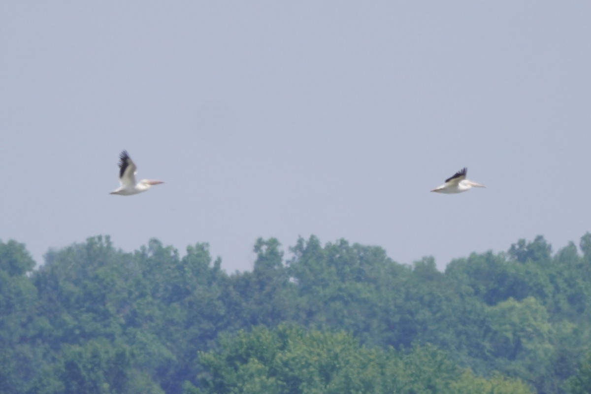 American White Pelican - ML620457344