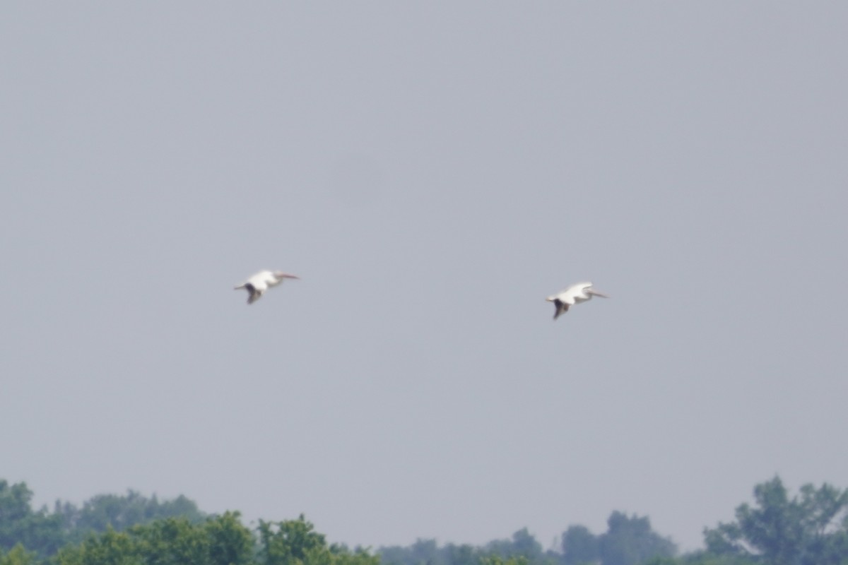 American White Pelican - ML620457345