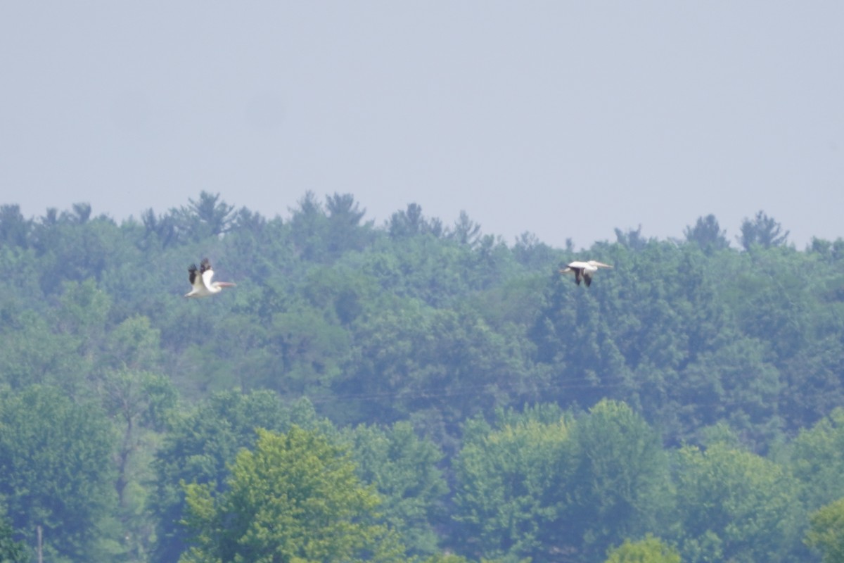 American White Pelican - ML620457346