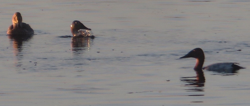 Canvasback - ML620457366