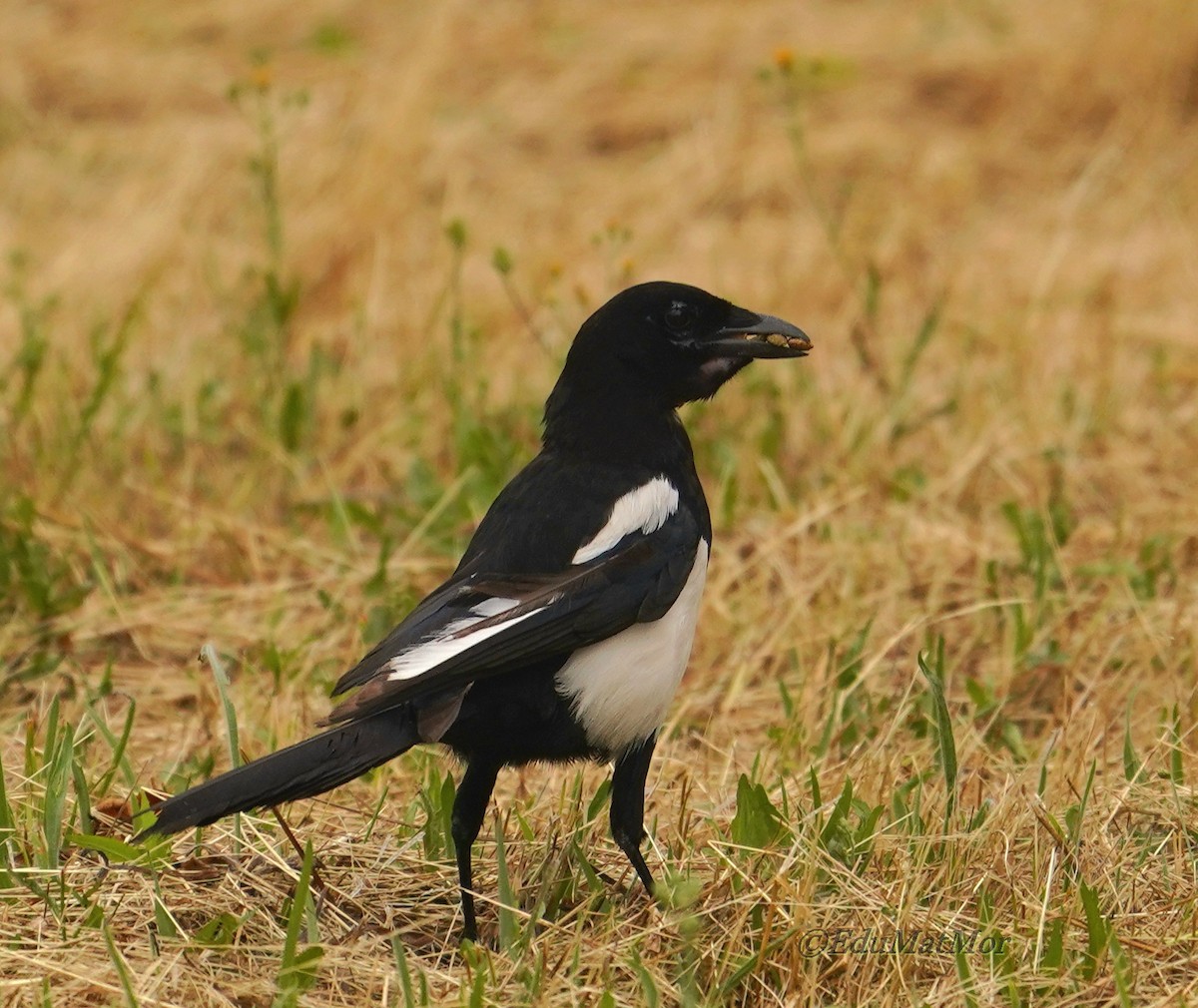 Eurasian Magpie - ML620457367