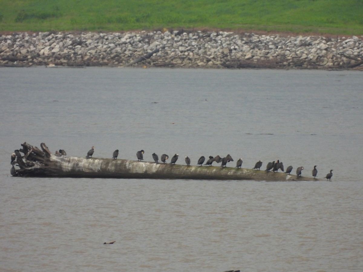 Double-crested Cormorant - ML620457372