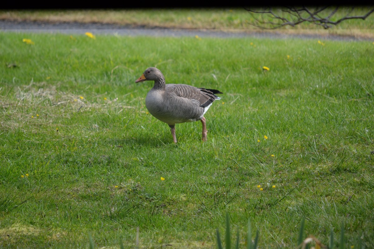 Graylag Goose - Kerry Beaghan