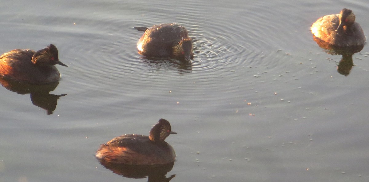 Eared Grebe - ML620457382