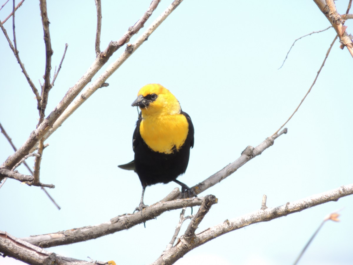 Yellow-headed Blackbird - ML620457384