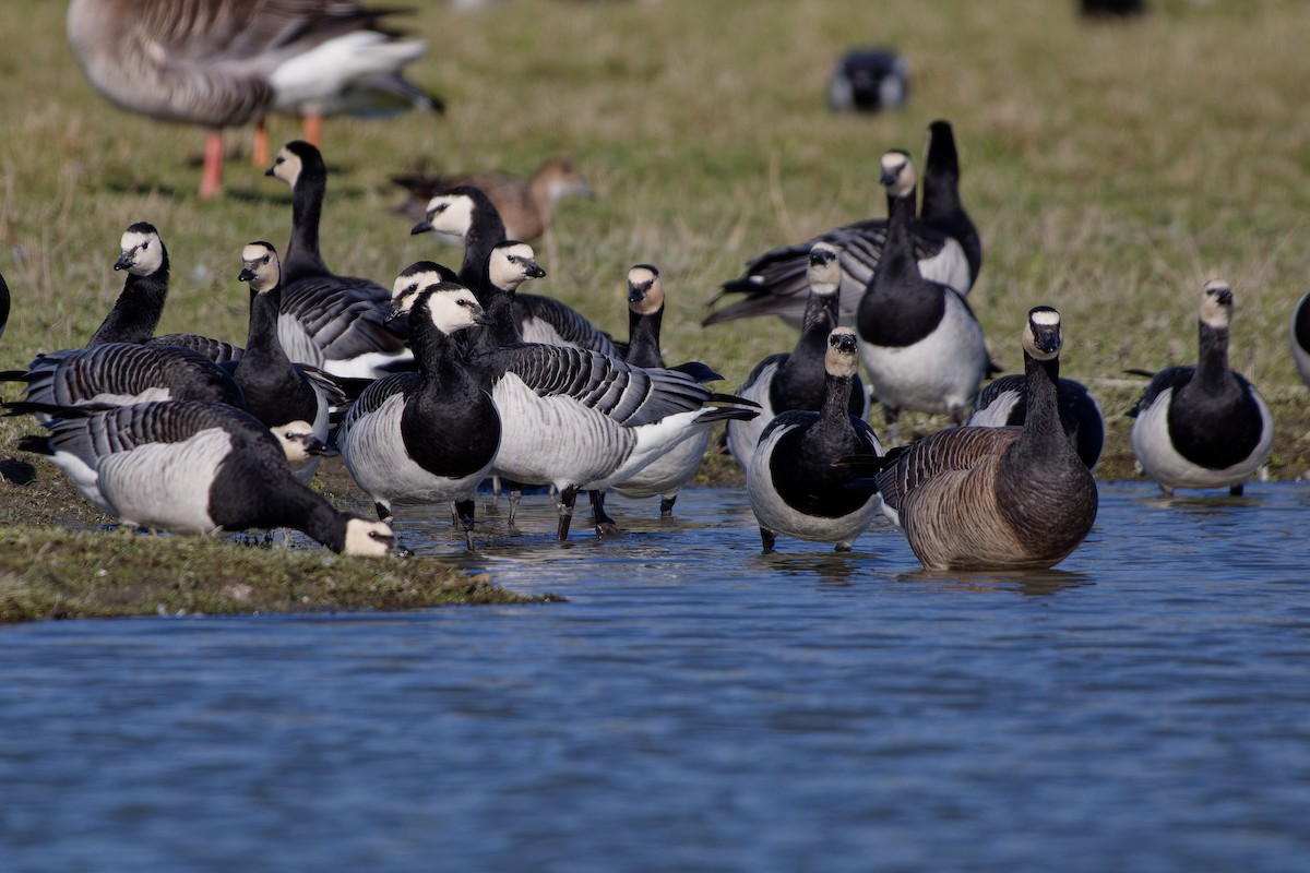 Barnacle Goose - ML620457386